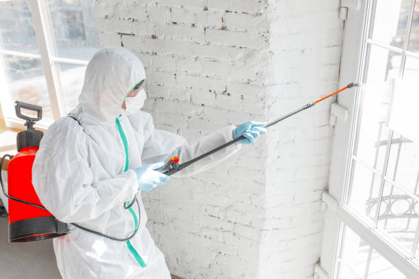 Norton Shores, MI Mold Removal Services Company